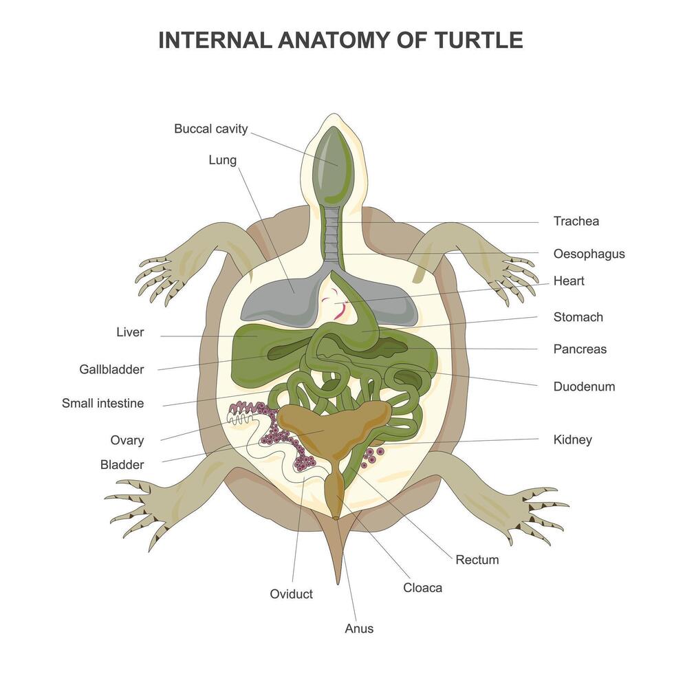 interno anatomia di tartaruga isolato su bianca sfondo. tartaruga anatomia. vettore illustrazione.