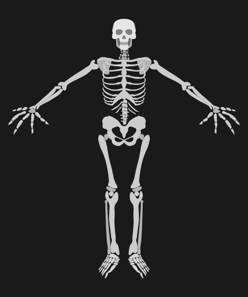 scheletro umano su uno sfondo scuro disegno semplice vettore