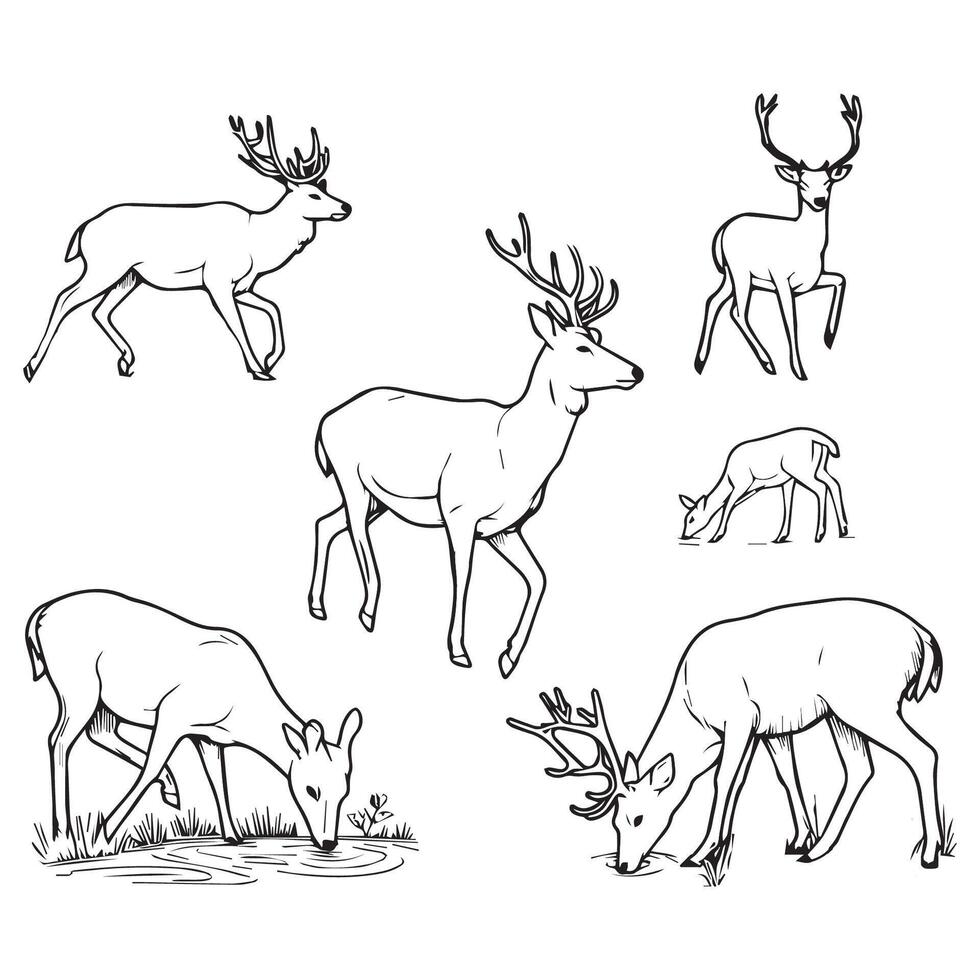 cervo vettore illustrazione per colorazione