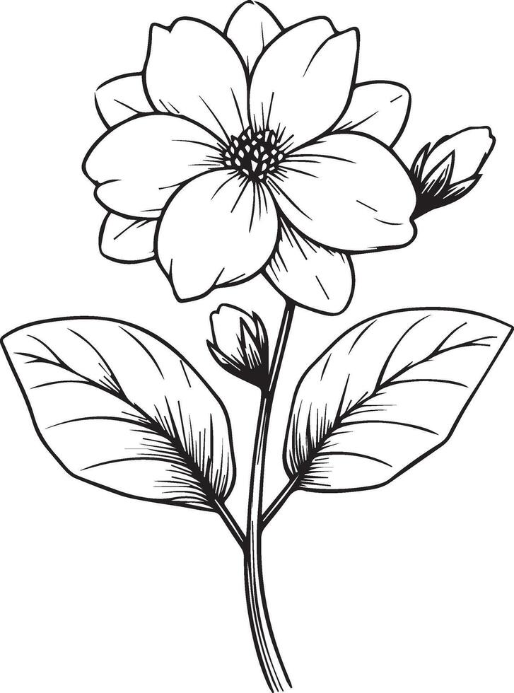 gelsomino fiore linea disegni, mano dipinto gelsomino parete arte, bianca gelsomino fiore botanico parete arte, semplice gelsomino disegno, Gerdania azione schema disegno, gelsomino linea arte, mano disegnato gelsomini arte vettore