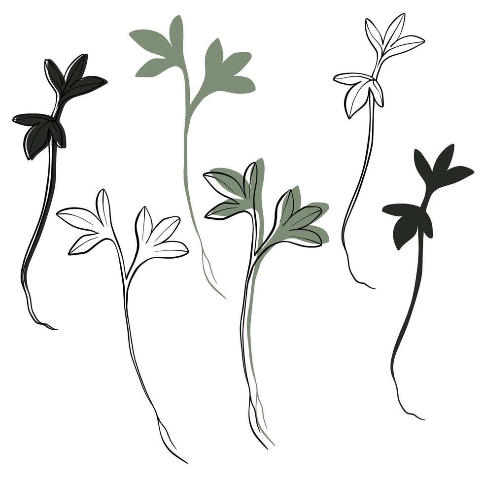 crescione microgreens vettore mano disegnato illustrazione. contorno e verde pianta. germogli di crescione pianta. impostato per design menù, logo, confezione di corretto nutrizione, microelementi, salutare stile di vita