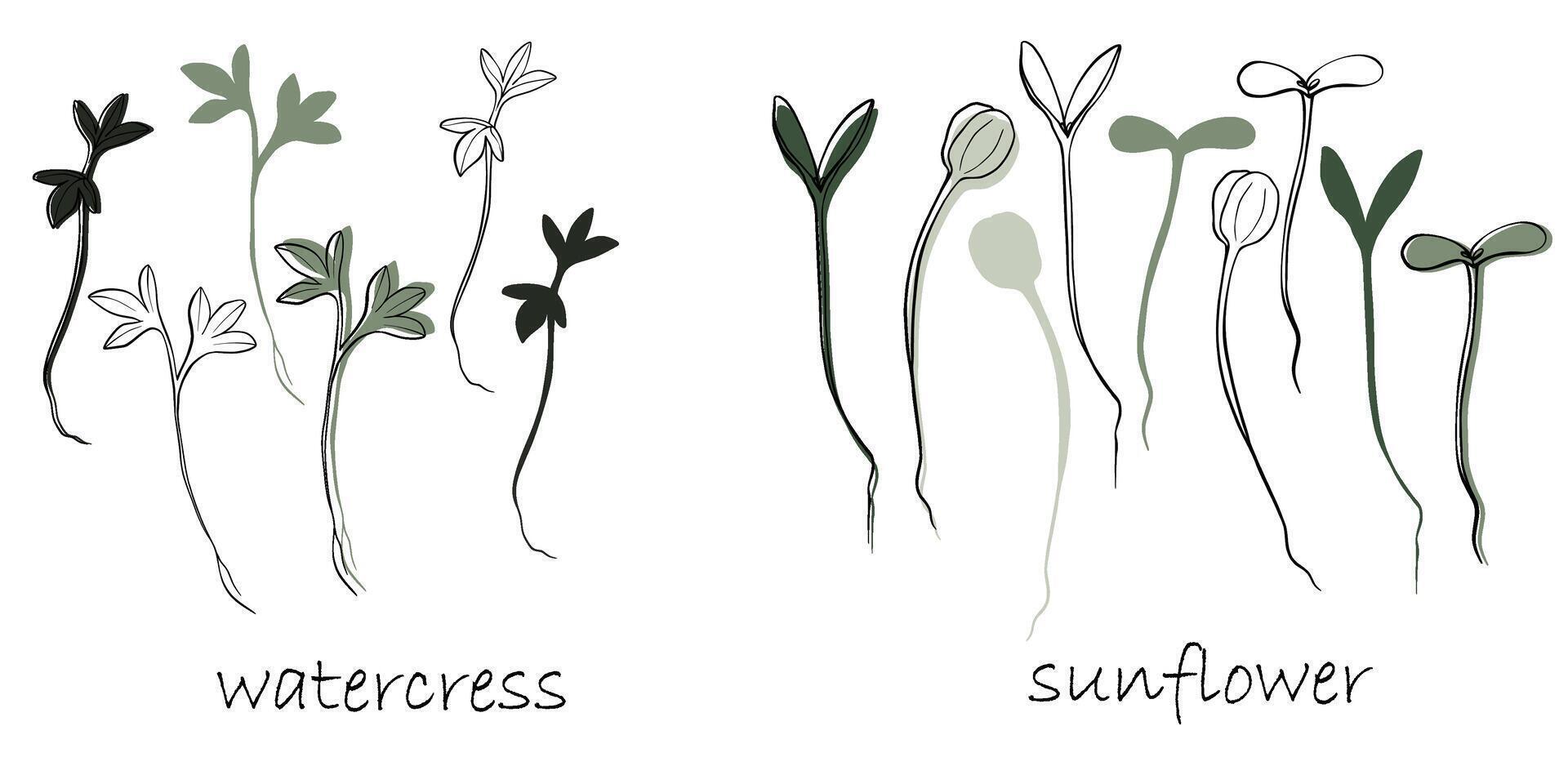 crescione e girasole germogli, microgreens vettore mano disegnato illustrazione. contorno e verde pianta. impostato per design menù, logo, confezione di corretto nutrizione, microelementi, salutare stile di vita