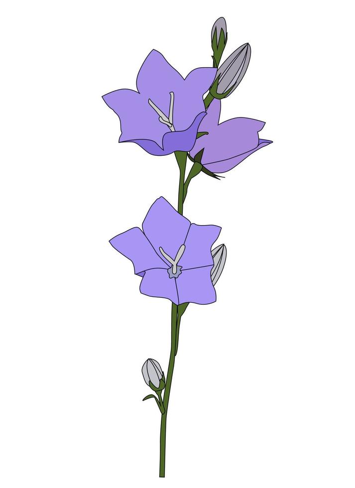 fiore di campanula disegnato a mano su priorità bassa bianca. illustrazione vettoriale