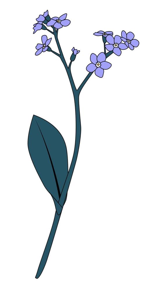 myosoti fiore disegnato a mano. illustrazione vettoriale