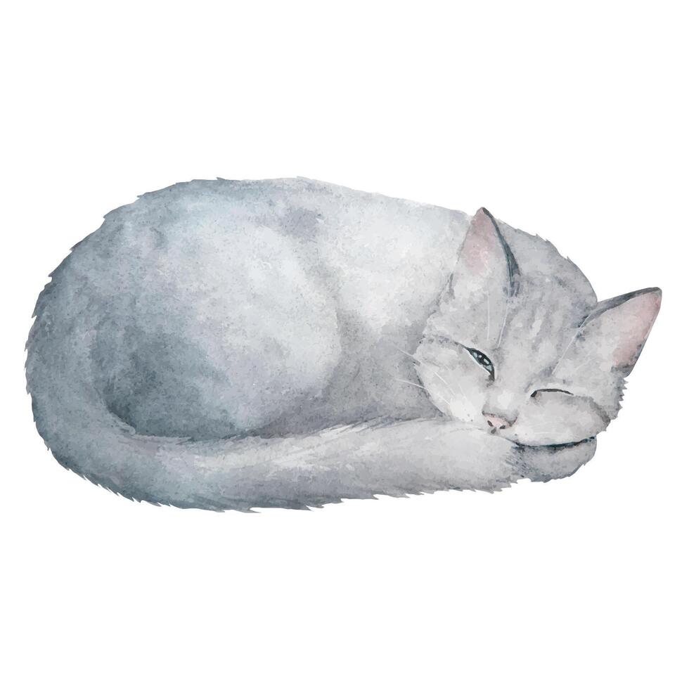 acquerello vettore illustrazione di carino addormentato grigio gatto isolato su bianca sfondo. può essere Usato per cartoline, tessuto Stampa