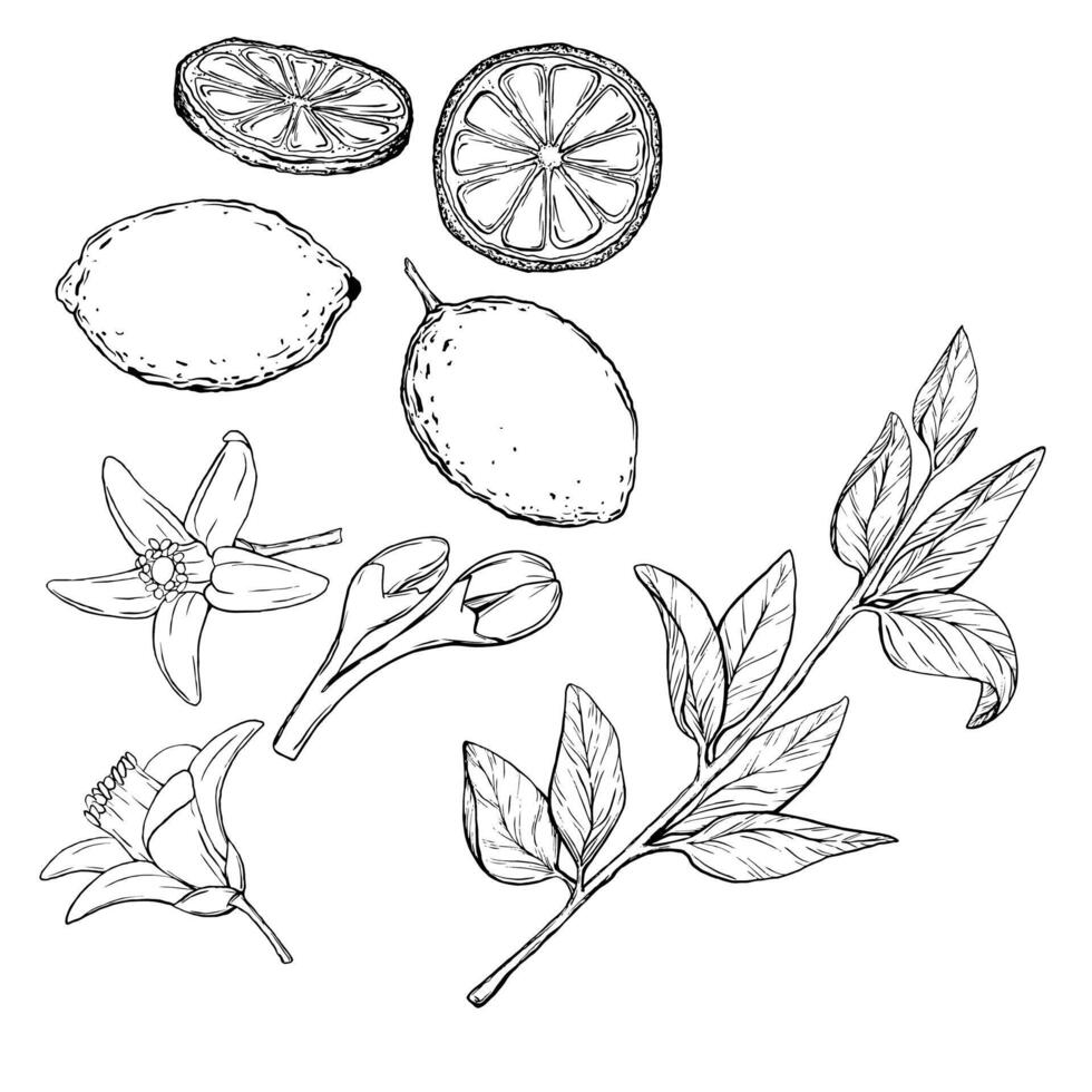 vettore impostato succoso limoni con le foglie su il rami con fiori. grafico botanico illustrazione agrume frutta nel linea arte stile, schizzo, lavagna stile. isolato oggetto eps vettore