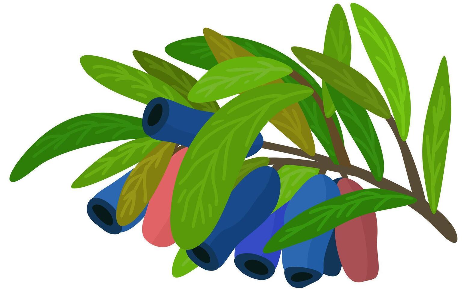 caprifoglio. isolato botanico illustrazione. caprifoglio frutti di bosco e le foglie su ramo vettore