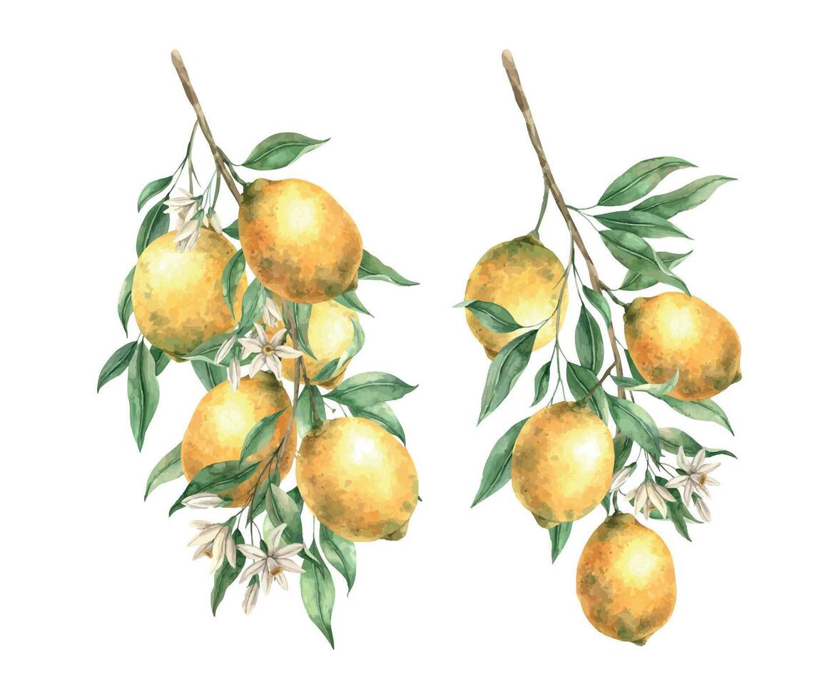 impostato di Due rami con giallo limoni, verde le foglie e bianca fiori. isolato acquerello illustrazione nel realistico stile. fatto a mano composizione per decorazione di carte, nozze disegno, inviti vettore