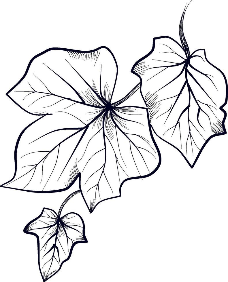 mano disegno di edera le foglie illustrazione vettore