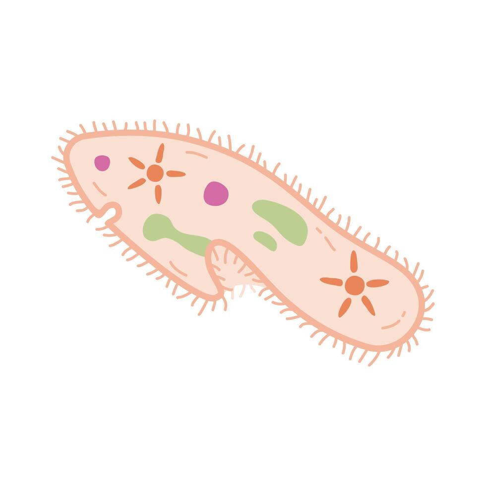 biologia paramecio caudato, batteri protozoi piatto illustrazione vettore