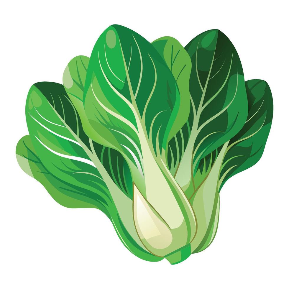 illustrazione di shanghai bok choy su bianca vettore