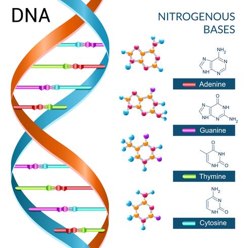 Poster di basi di DNA vettore