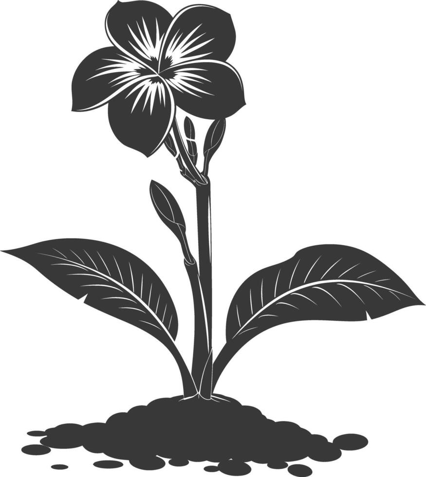 silhouette plumeria fiore nel il terra nero colore solo vettore