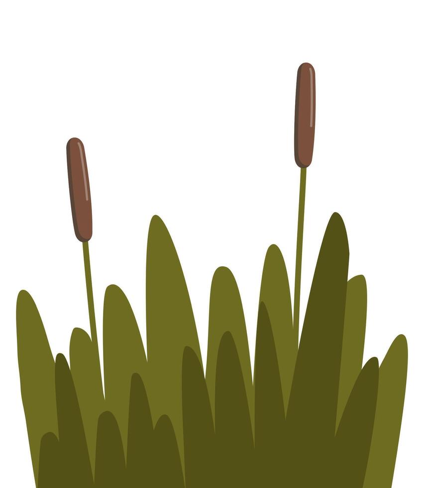 canna, carice e erba. robusto pianta quello cresce nel zone umide e lungo corpi di acqua, con stretto, cilindrico steli, distintivo seme teste e allungata le foglie. illustrazione. vettore
