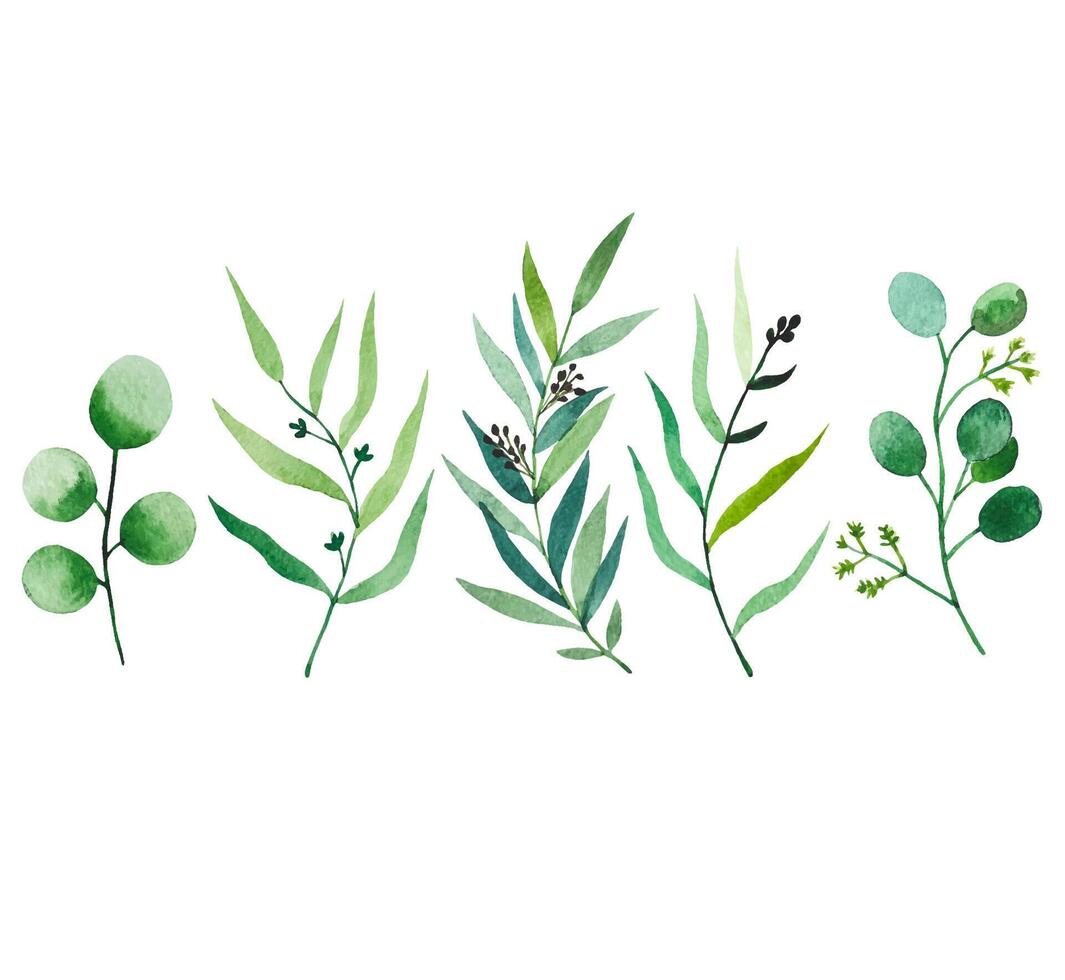 impostato di acquerello fogliame. eucalipto rami. mano disegnato botanico illustrazione vettore