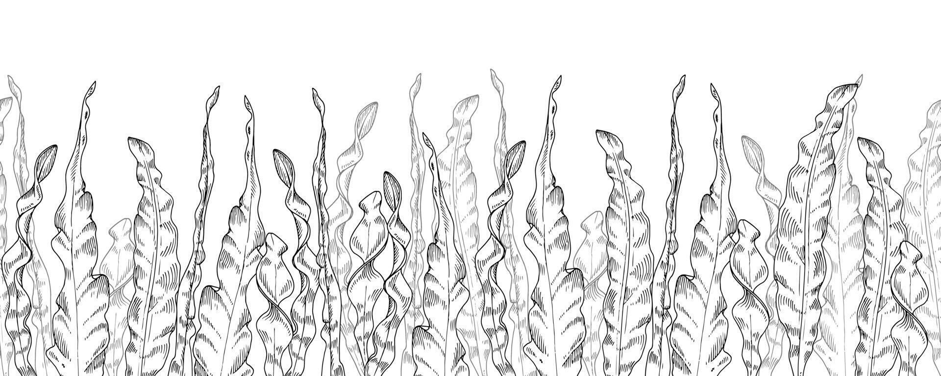alga marina senza soluzione di continuità confine. mano disegnato nero e bianca sfondo. alga marina schizzo su il parte inferiore. schema disegno di fuco. sotto acqua impianti illustrazione. linea arte di alghe. per confinante carte vettore