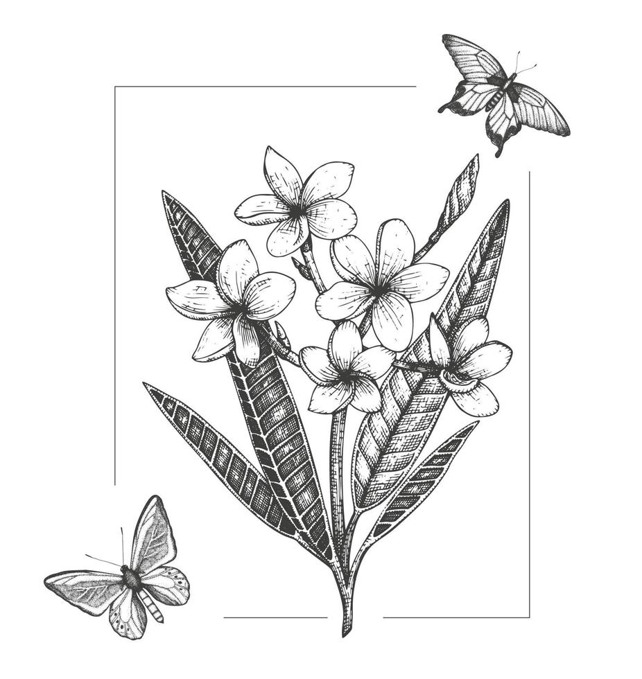 illustrazione vettoriale di fiori tropicali con farfalle isolati su sfondo bianco. plumeria disegnata a mano, insetti. disegno in bianco e nero grafico floreale. elementi di design tropicale. stile di ombreggiatura della linea.