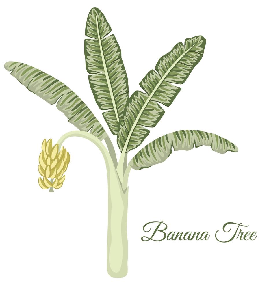 ClipArt vettoriali di banano tropicale. illustrazione del fogliame della giungla. pianta esotica domestica disegnata a mano isolata su fondo bianco. brillante illustrazione realistica.