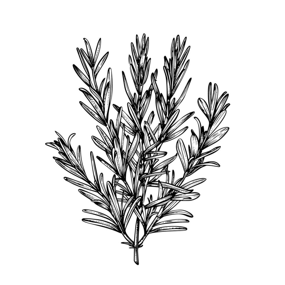 rametto di rosmarino. cibo e erbe aromatiche, spezie. nero e bianca schema. illustrazione. vettore