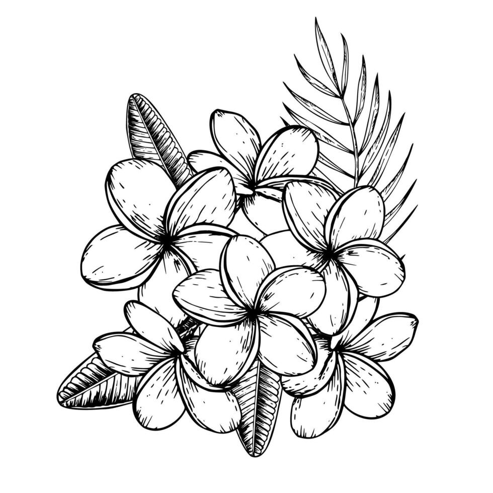 tropicale composizione di plumeria fiori, palma foglia illustrazione su isolato sfondo. bellissimo botanico mano dipinto lineare esotico frangipane. per designer, terme decorazione, cartoline vettore