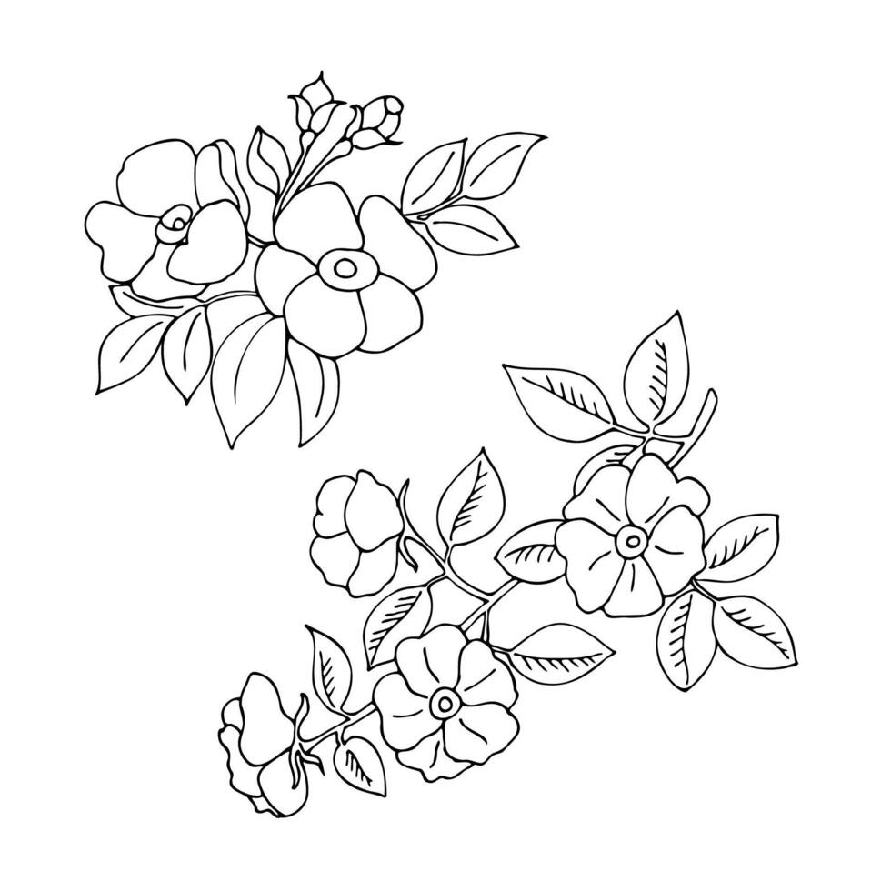 lineare disegno di un' fioritura rosa canina, mano disegnato su un' bianca sfondo. vettore