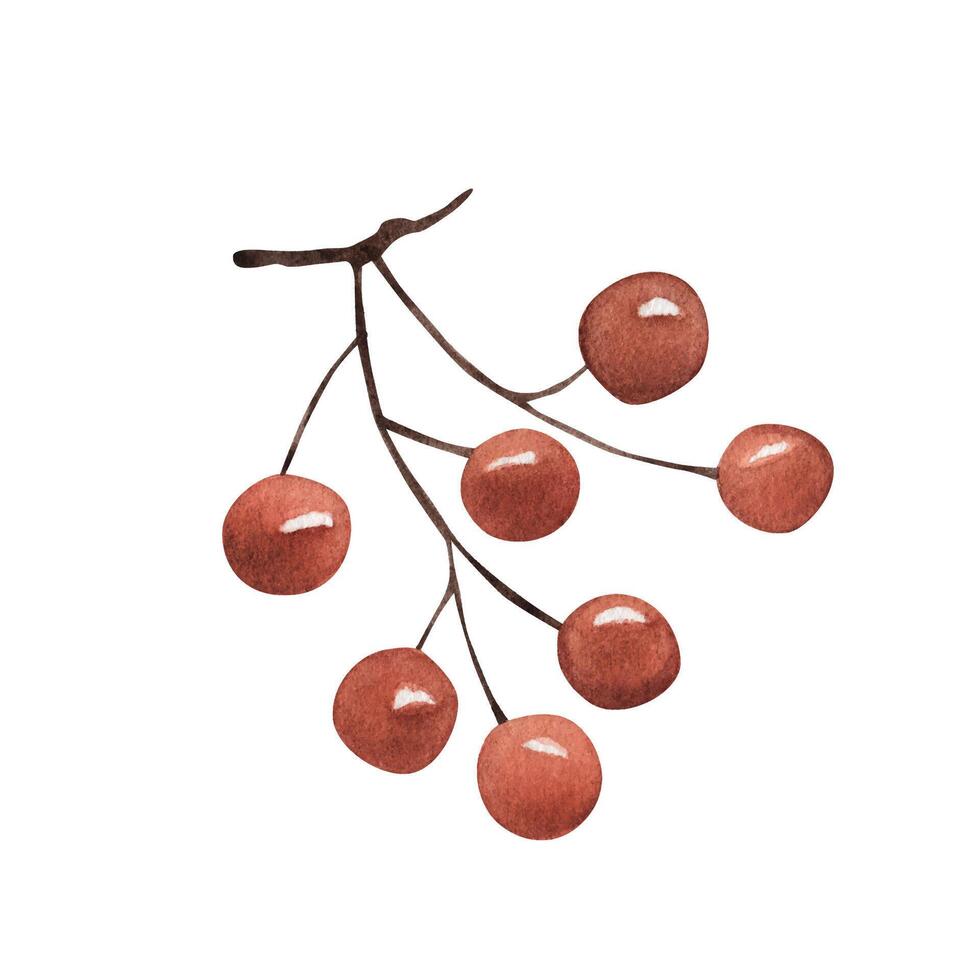 un' ramoscello con rosso frutti di bosco. cartone animato stile, mano disegno. acquerello illustrazione vettore