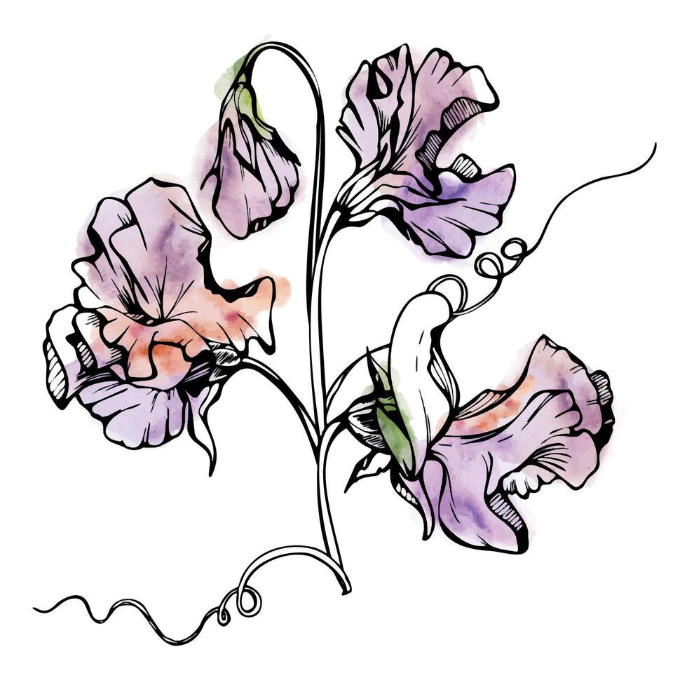 mano disegnato acquerello inchiostro illustrazione botanico fiori le foglie. dolce eterno pisello, veccia convolvolo legume. ramo mazzo isolato su bianca sfondo. design nozze, amore carte, floreale negozio vettore