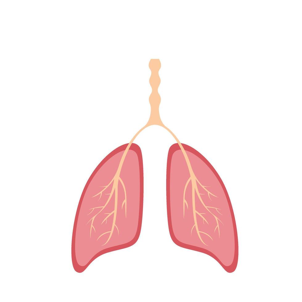 polmoni organo umano vettore