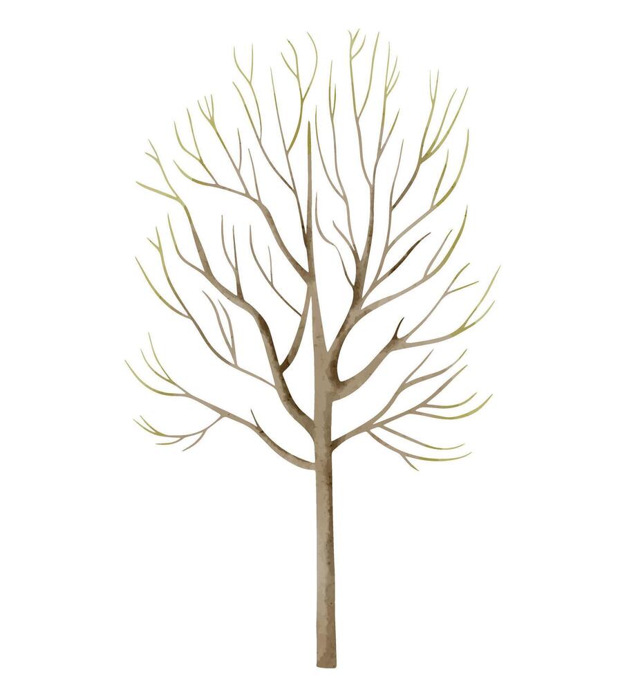 acquerello albero. mano disegnato illustrazione. acquerello bosco. acquerello natura elemento vettore