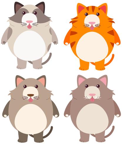 Quattro gatti grassi in colori diversi vettore