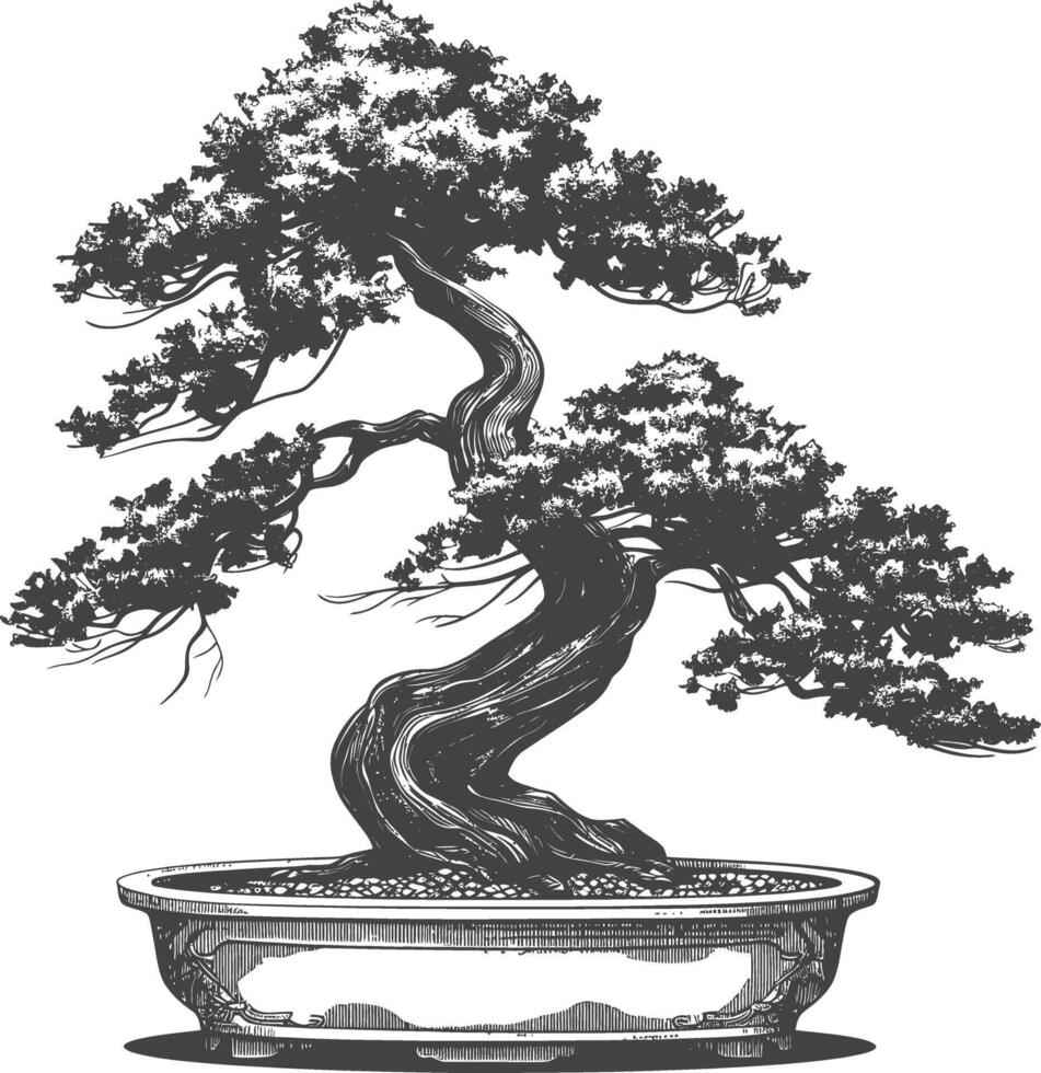 Bonsai albero immagini utilizzando vecchio incisione stile corpo nero colore solo vettore