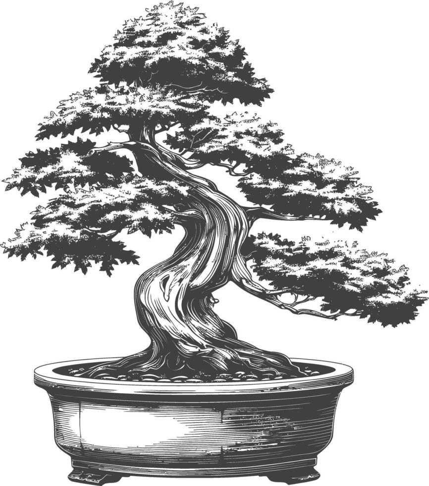 Bonsai albero immagini utilizzando vecchio incisione stile corpo nero colore solo vettore