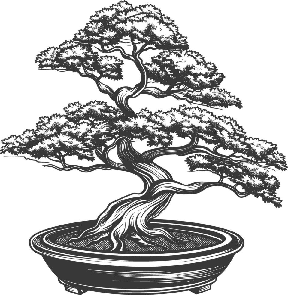 Bonsai albero immagini utilizzando vecchio incisione stile corpo nero colore solo vettore