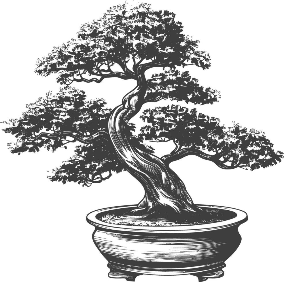 Bonsai albero immagini utilizzando vecchio incisione stile corpo nero colore solo vettore