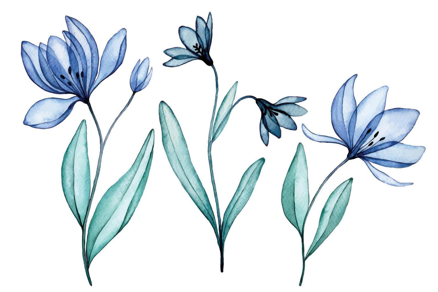 trasparente fiori, acquerello disegno. blu fiori selvatici, raggi X vettore