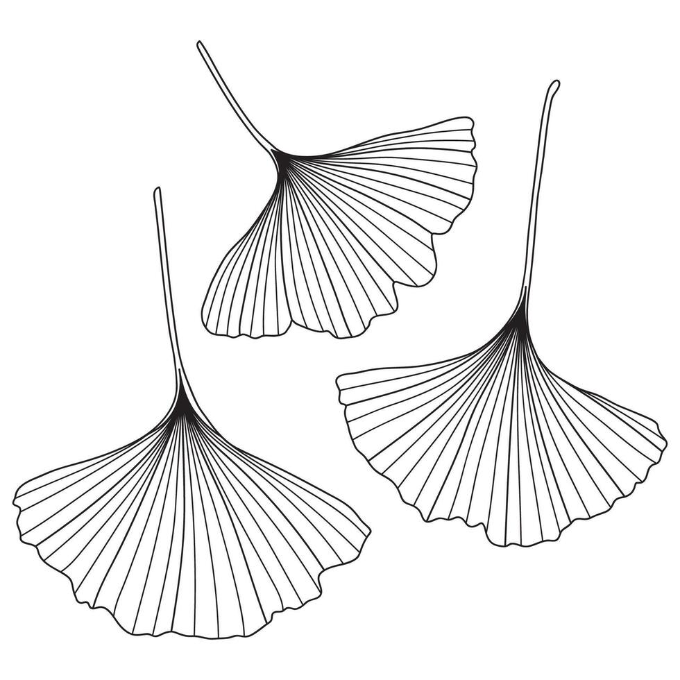 ginkgo biloba albero schema le foglie vettore