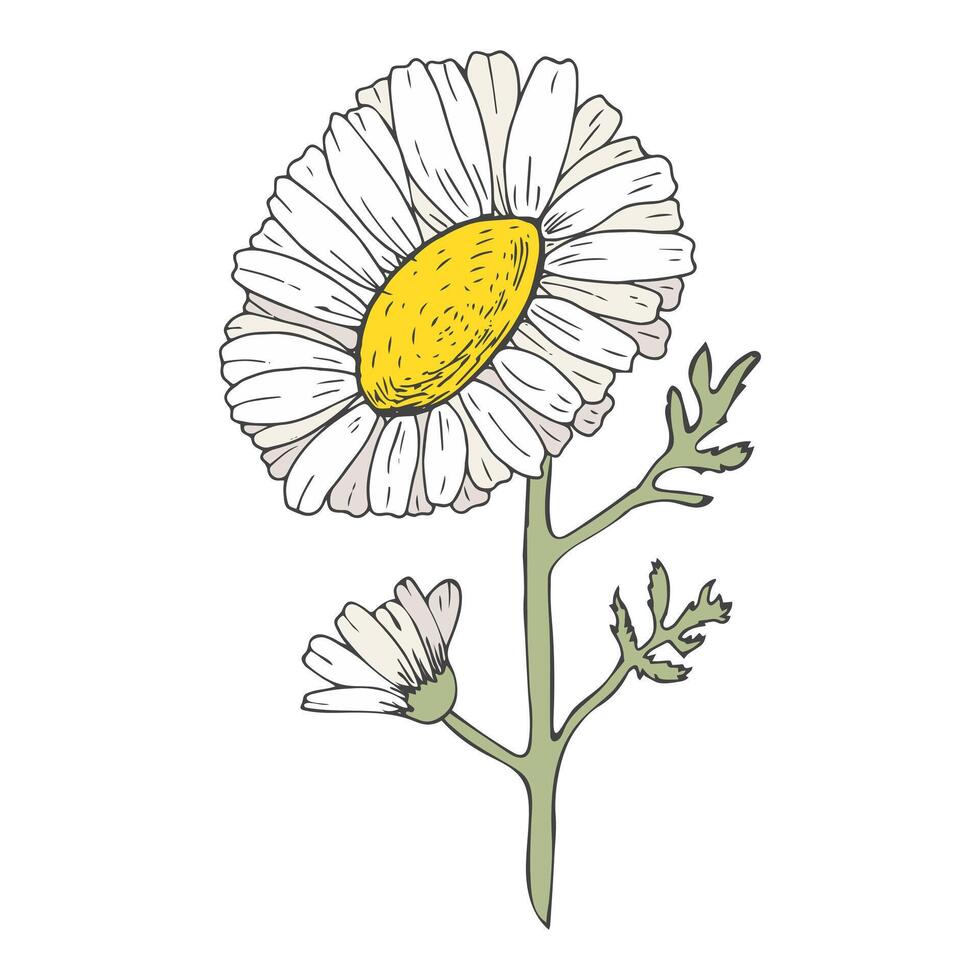 disegnato camomilla. selvaggio fiore. pianta con petali. colore Immagine di botanica. bianca fiore testa e germoglio. guarigione camomilla. estate e primavera. isolato oggetto vettore