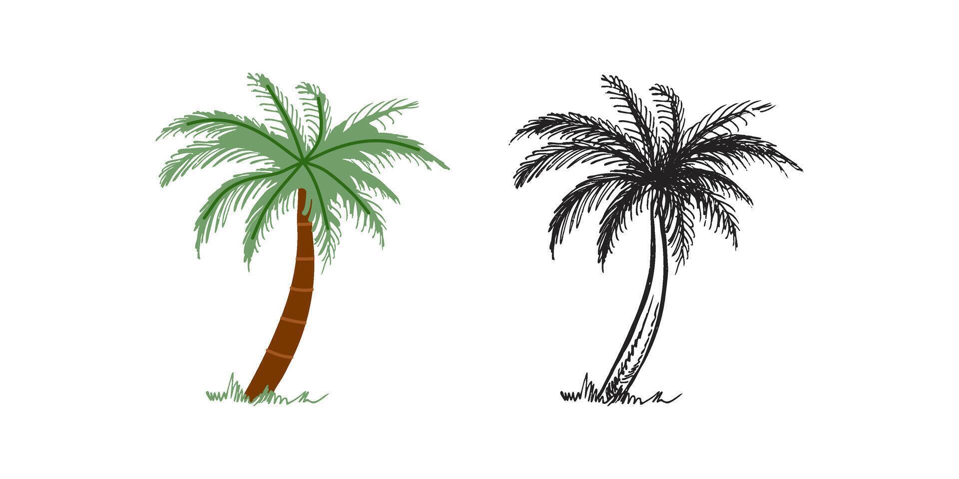 carino mano disegnato palma albero. piatto e schema nero illustrazione isolato su bianca sfondo. scarabocchio disegno. vettore