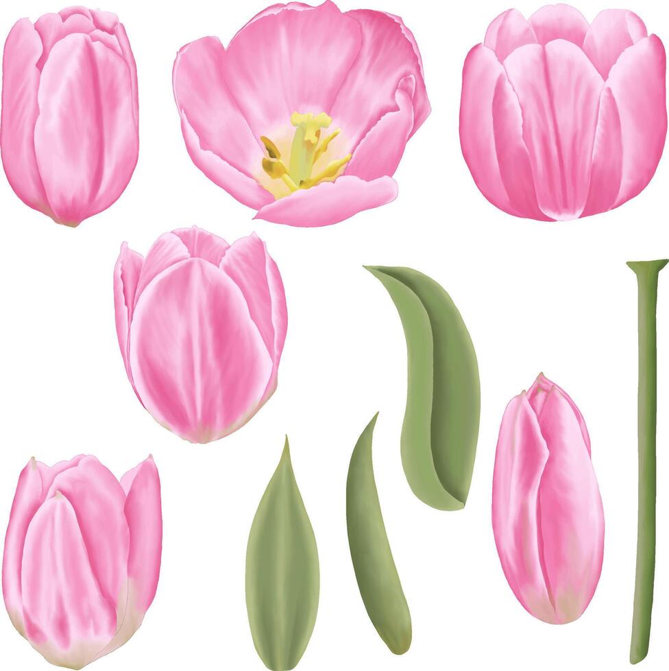 disegnato a mano rosa tulipani - primavera fiore illustrazione vettore
