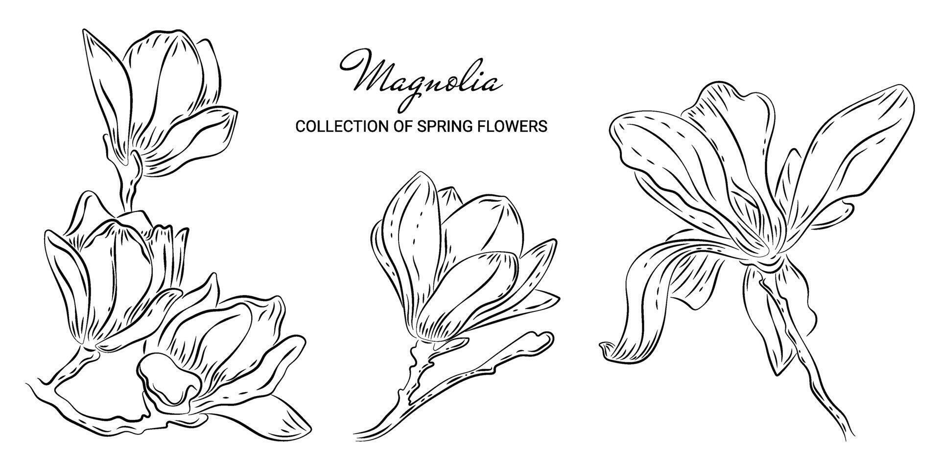 impostato di lusso magnolia fiori nel scarabocchio stile. di moda botanico elementi su un' bianca sfondo e senza. vettore