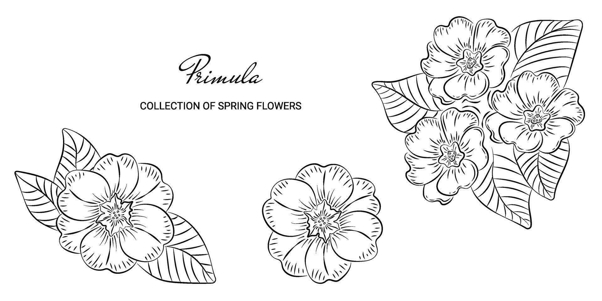 schizzo modello di primula primavera fiore nel schizzo stile.doodle mano disegnato primula su un' bianca sfondo e senza sfondo. vettore