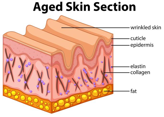 Diagramma di sezione della pelle invecchiata vettore