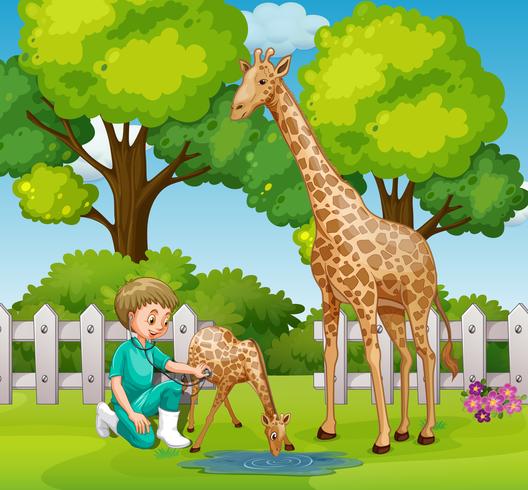 Una giraffa di controllo veterinario allo zoo vettore