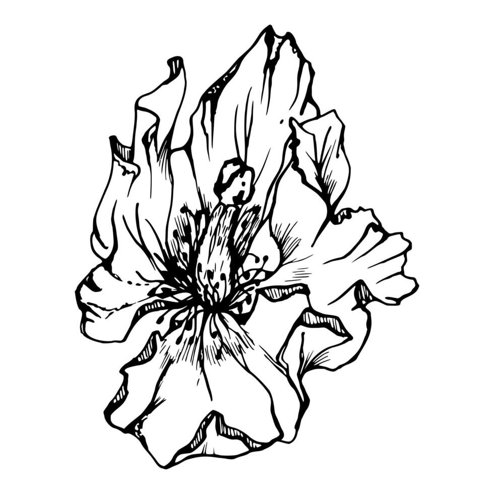 impostato di elementi con mano disegnato peonia papavero fiori. isolato su bianca sfondo. botanico grafico illustrazione. design per inviti, nozze, amore o saluto carte, carta, Stampa, tessile vettore