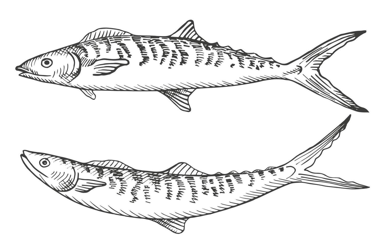 pesce sgombro schizzo mano disegnato inciso illustrazione su isolato sfondo. frutti di mare, subacqueo vita, cibo. grafico silhouette di scomber, design elemento per Stampa, cartello, carta, carta, etichetta vettore