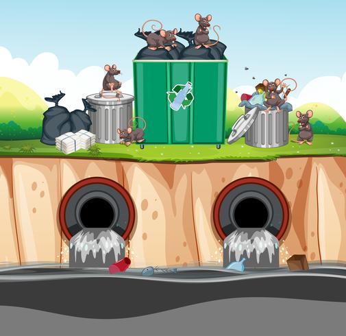 Smaltimento dei rifiuti non sanitari con ratto vettore