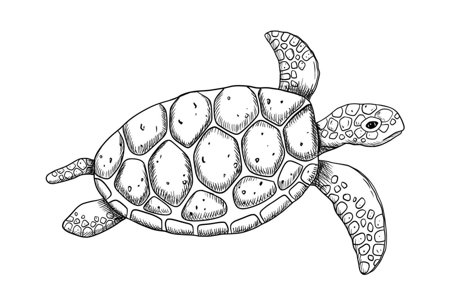 nuoto incisione mare tartaruga schizzo isolato su bianca sfondo. mano disegnato linea monocromatico illustrazione oceano o subacqueo animale vettore