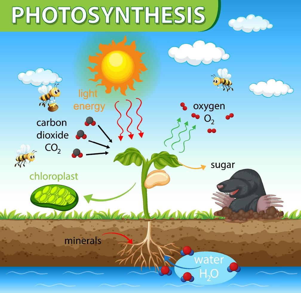 diagramma che mostra il processo di fotosintesi nella pianta vettore