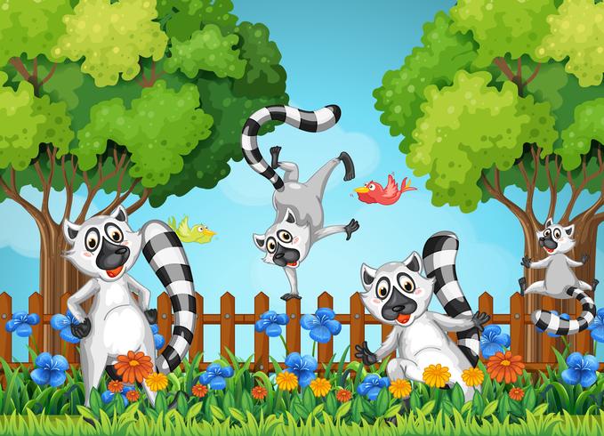 Quattro lemuri che giocano in giardino vettore