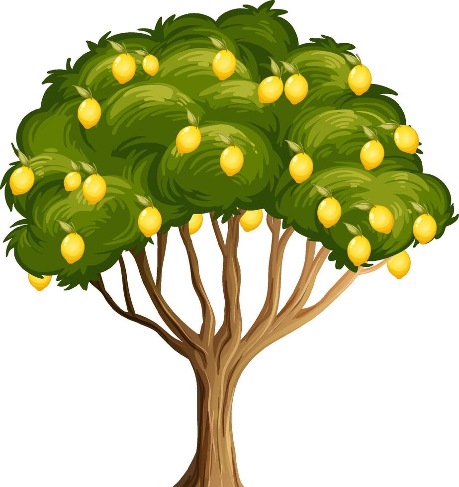 albero di limone isolato su sfondo bianco vettore